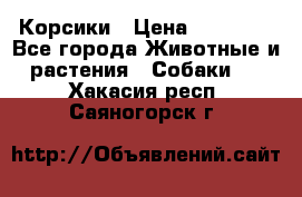 Корсики › Цена ­ 15 000 - Все города Животные и растения » Собаки   . Хакасия респ.,Саяногорск г.